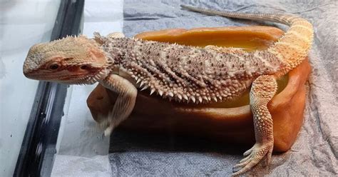 Bearded Dragon Lifespan In The Wild And Captivity Learn About Nature