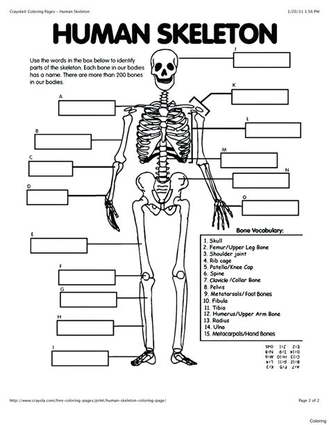The upper leg bone and the largest bone in the human body human skeletal anatomy anthropology 101 Free Printable Anatomy Worksheets Coloring Pages Anatomy ...