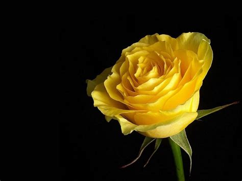 Yellow Rose Hd Wallpapers Top Free Yellow Rose Hd Backgrounds