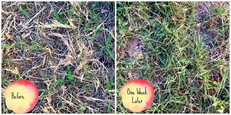 This is always a help because you'll see bigger results, quicker. Cheap, Safe, and Incredibly Effective Homemade Lawn Food