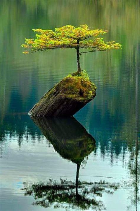 Lakes Browse The Worlds Most Amazing Majestic Trees