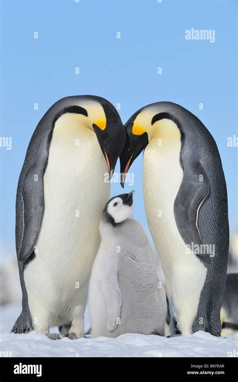 Emperor Penguin Aptenodytes Forsteri Chick Between Two Adults