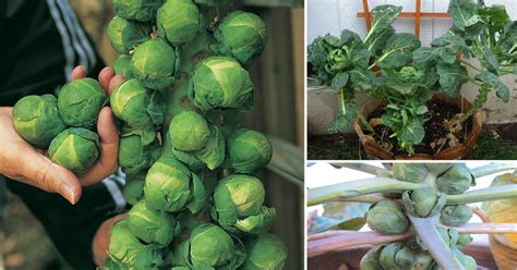Designing and growing your own container garden is a lot easier than you think. Growing Brussels Sprouts In Containers | How To Grow ...