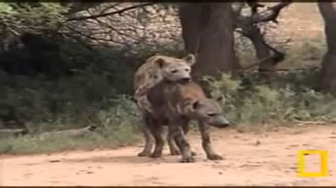 Видео animales apareandose канала cotuviral. Dos hienas se aparean en la jungla - YouTube