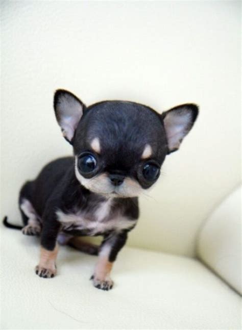 55 Wonderful Chihuahua Dog Images And 4k Wallpaper Picsmine