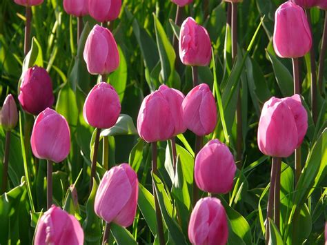 Tulip Field Tulips Pink Light · Free Photo On Pixabay