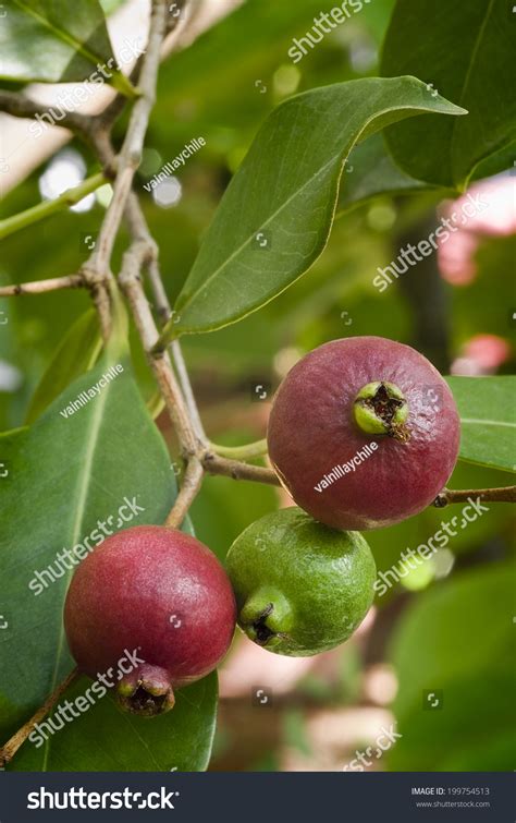It produces abundant amounts of fruit throughout the year. Cattley Guava (Psidium Littorale Subsp. Longipes) Or ...