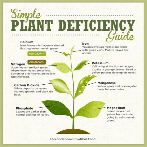 Magnesium deficiency too frequently stunts marijuana growth. Identifying Plant Nutrient Deficiencies - Grow Real Food ...