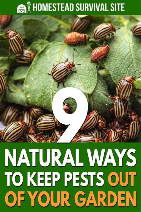 How To Keep Pests Out Of Garden Organically Natural Ways To Keep