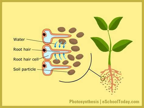 Check spelling or type a new query. The water absorbed by the root hair cells passes through ...
