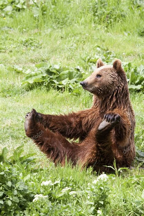 Funny Wild Brown Bear Yoga Practice Stock Photo By ©ammmit 3097969