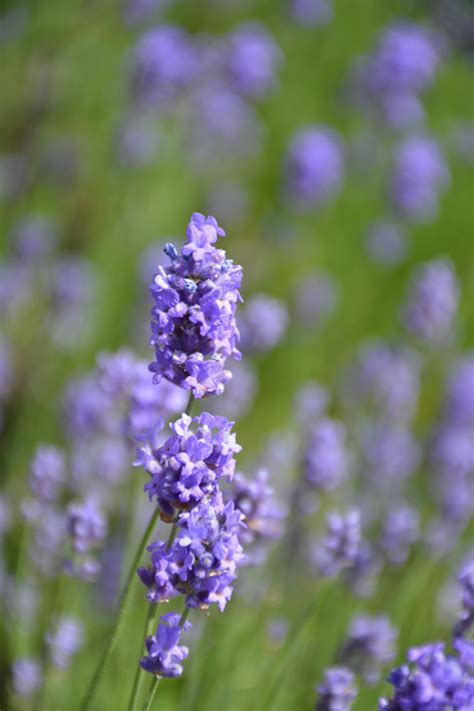 Hidcote Blue Lavender Lavandula Angustifolia Hidcote Blue In