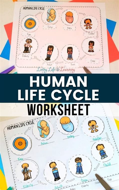 Baby Life Cycle Stages