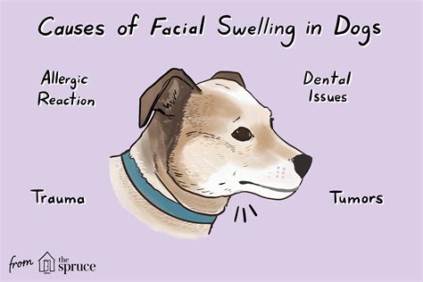 Can Dog Allergy Cause Swollen Lip Allergy Differences