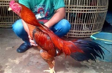 Ayam aduan yang punya kekuatan mistik. Ayam Bangkok Kaki Kuning - Puspasari
