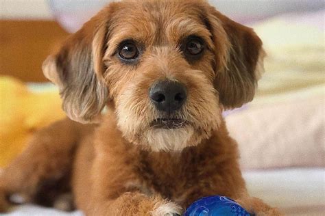 Beagle Poodle Mix Both Loveable Breeds In One Package
