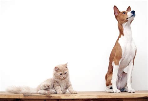 Top Three Cat Like Dogs Petmd