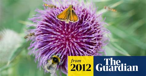 Science Under Pressure As Pesticide Makers Face Mps Over Bee Threat