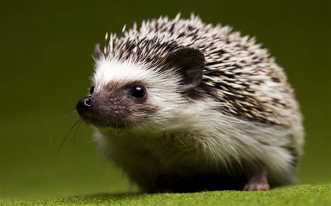 Animal Hedgehog Hd Wallpaper