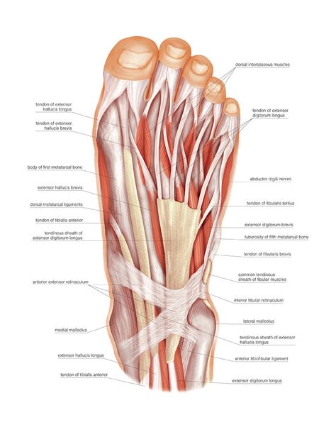 Dorsal Interossei Foot Lupon Gov Ph