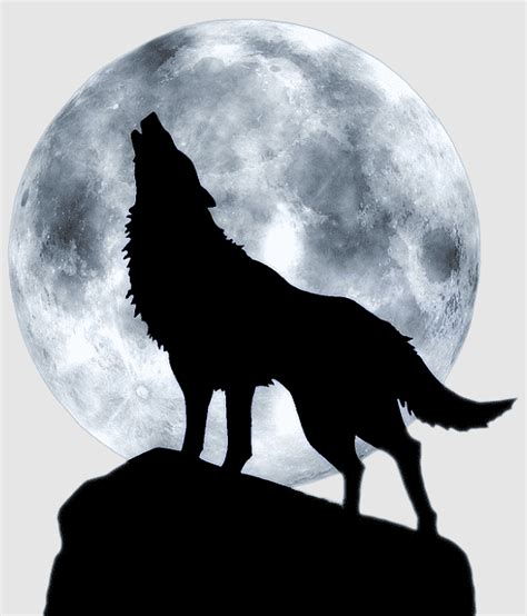 Three Wolf Moon Animals Wolf Aullido Howl Red Wolf Arctic Wolf