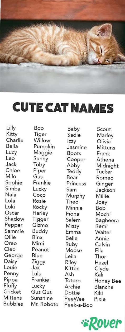 These Cute Cat Names Top The Charts Find Unique Options Too Looking