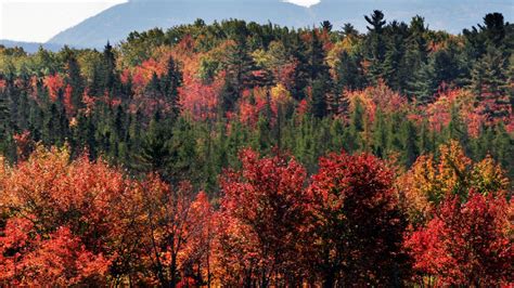 When To Expect Maines Vibrant Fall Colors