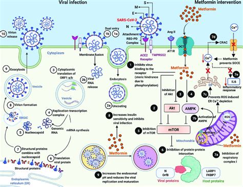 Viral Pathogenesis And Metformin S Host And Virus Directed
