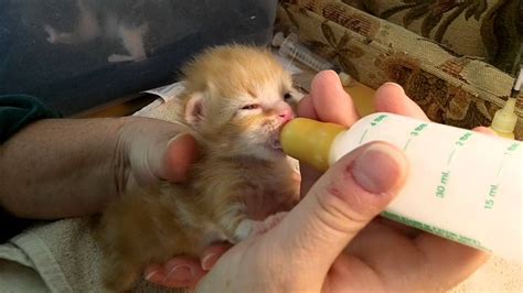 Bottle Feeding A Kitten Youtube