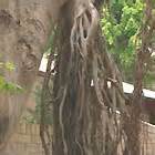 Alternatives to common invasive plants and characteristics of select alternatives. Trees & Other Plants to Avoid - Burke's Backyard