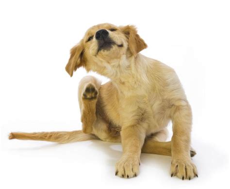7 solutions you might use. Our Pets and Allergies: Knowing the Difference Between ...