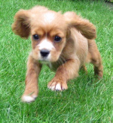 Chihuahua cocker spaniel mix puppies. Ginger the Cocker Spaniel Mix | Puppies | Daily Puppy