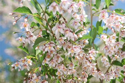 Rogers trees and shrubs, in fact, lists over 1,000 species as having white flowers, and those are merely the decorative types; The Best Flowering Trees for Washington DC, Virginia ...