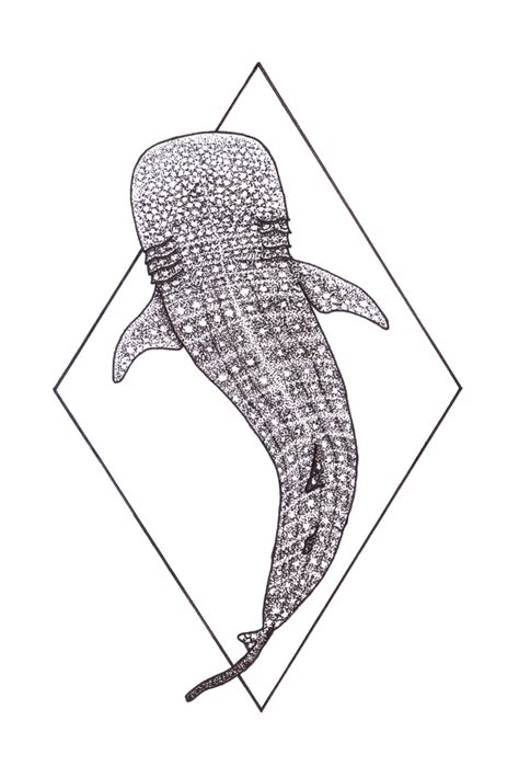 Whale Shark Sticker By Jo Draws Shark Tattoos Whale Shark Tattoo