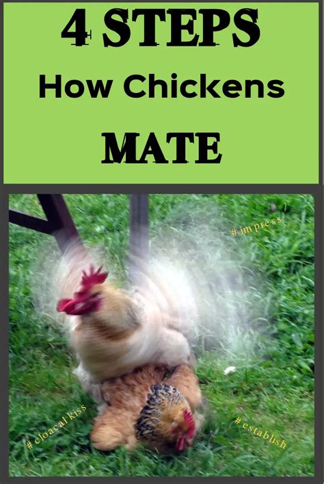 How Do Chickens Mate 4 Steps