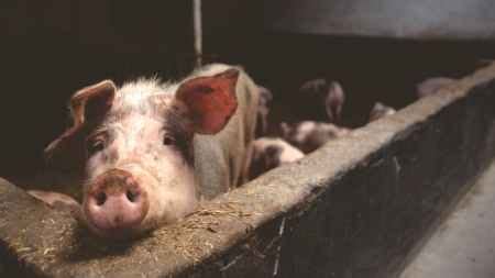 Why are you so pessimistic, man? Why did Jesus permit the demons to go into the swine in ...