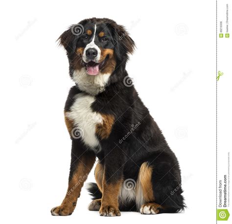 Bernese Mountain Dog Sitting 8 Months Old Isolated Stock Photo