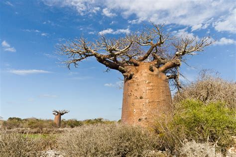 Baobab Trees And Savanna Baobab Tree Baobab African Tree