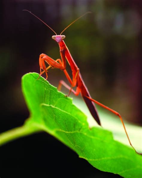 Cool Praying Mantis Photo