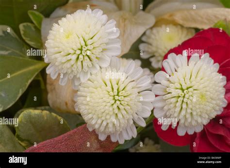 Small White Chrysanthemum Hi Res Stock Photography And Images Alamy