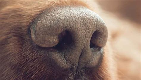What Does It Mean When A Dogs Nose Is Dry Top Dog Tips