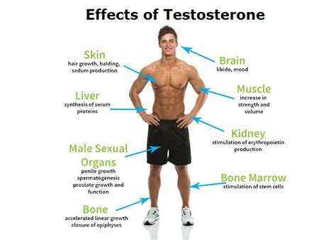Testosterone Deficiency In Men The Public Health Impact Low