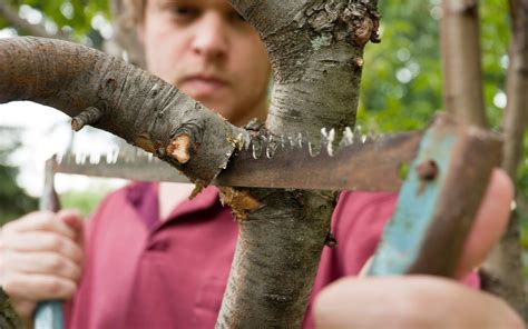 When To Trim A Trees Branches