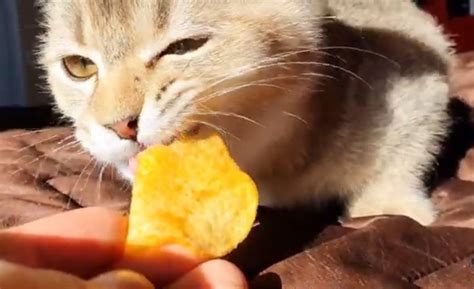 Can Cats Eat Potato Chips Is It Harmful To Them