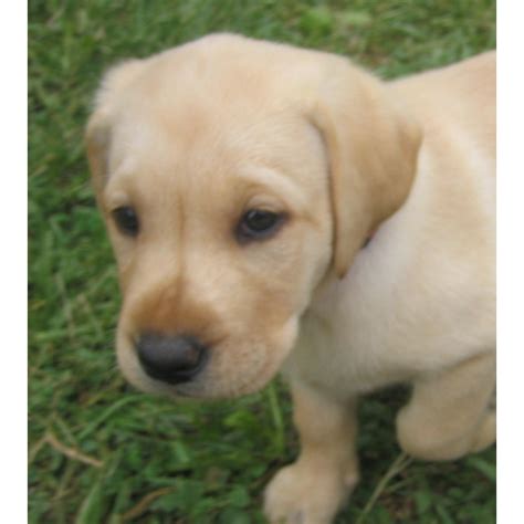 Puppies will be vet checked. English Yellow Labrador Retriever