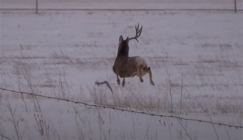 Video Watch The Moment A Drop Tine Buck Deer Shakes His Antler Off