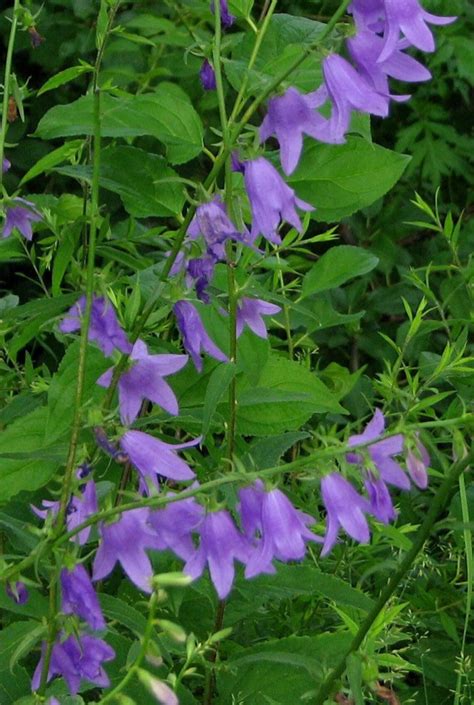 Campanula Purple Bellflower Harebell 25 Seeds Per Order Etsy