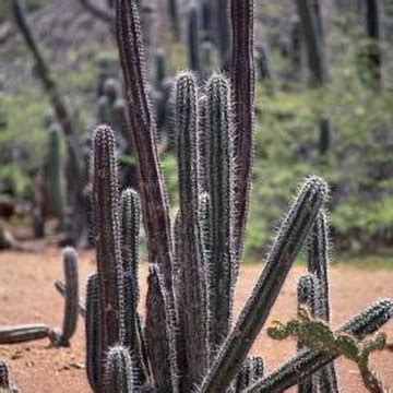 What its normal growing season is. How to Root Columnar Cacti | Home Guides | SF Gate