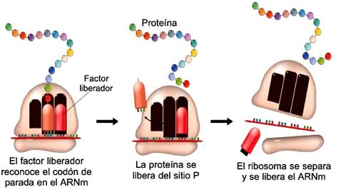 Qué Es La Síntesis De Proteínas Y Sus Etapas Significados