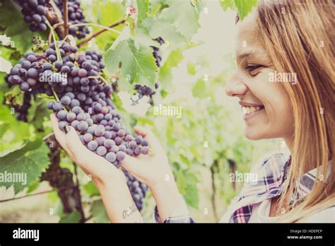 Woman Harvesting Grapevine Stock Photo Alamy